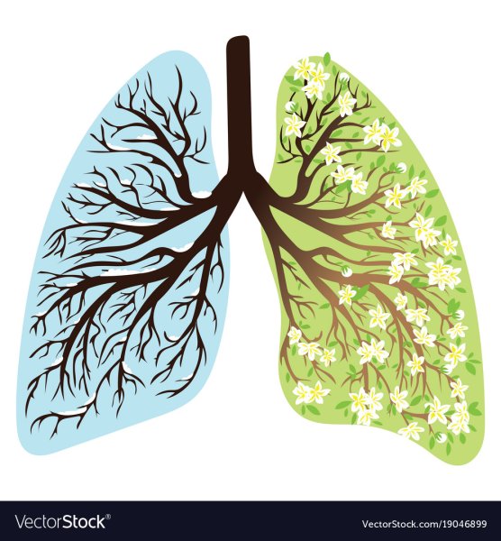 Легкие в виде дерева