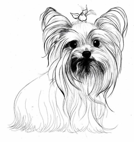 Йоркширский терьер стандарт