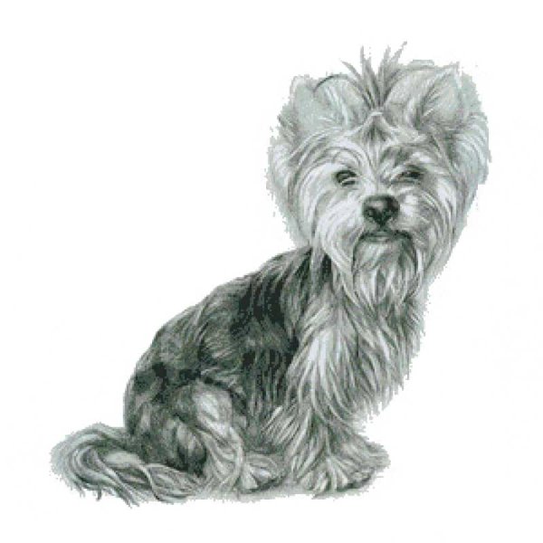 Йоркширский терьер