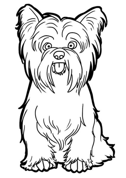 Скетч Йоркширский терьер