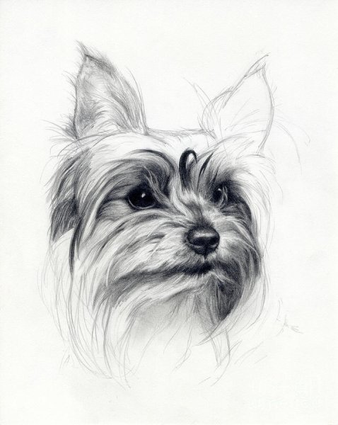 Йоркширский терьер рисунок для срисовки
