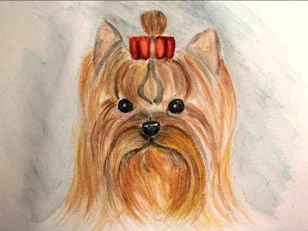 Рисунок йоркширского терьера легкий