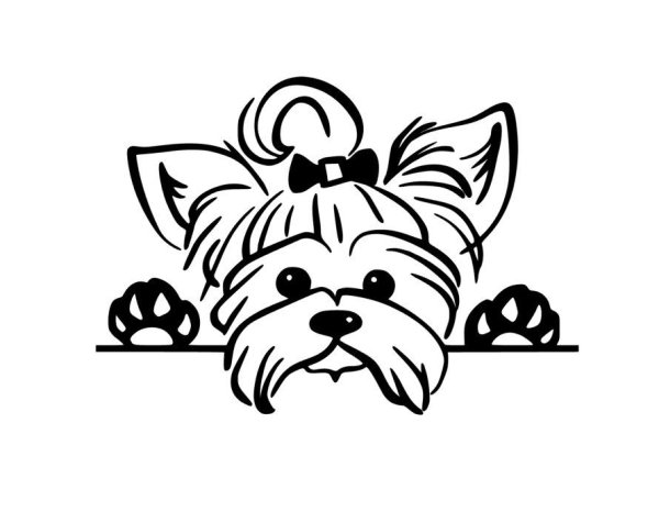 Йоркширский терьер карандашом