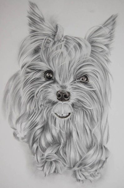 Йоркширский терьер карандашом
