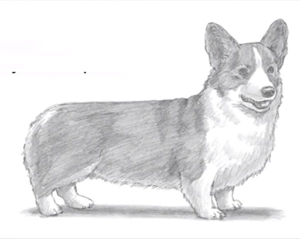 Раскраска вельш корги пемброк щенки