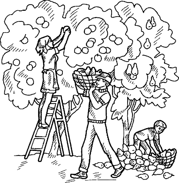Раскраска сбор урожая