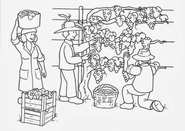 Раскраска. В огороде