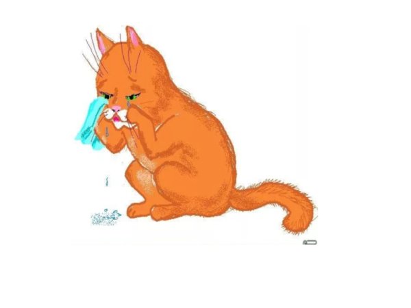 Кот наплакал