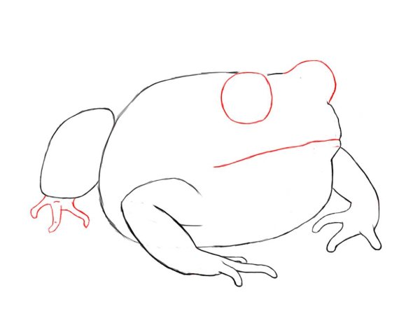 Лягушка рисунок карандашом