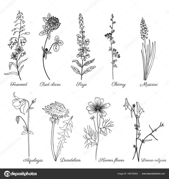 Лекарственные растения эскиз