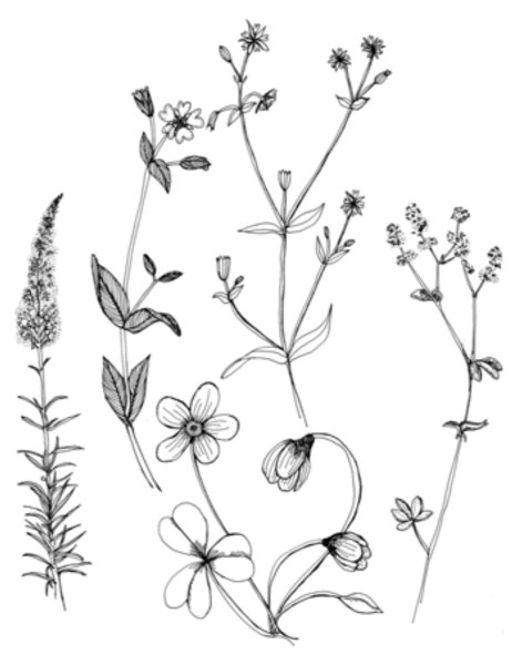 Эскизы полевых трав