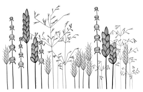 Линейные рисунки трав