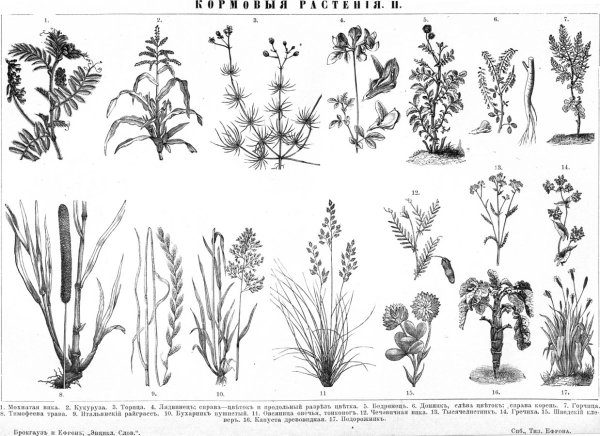 Кормовые сеяные травы