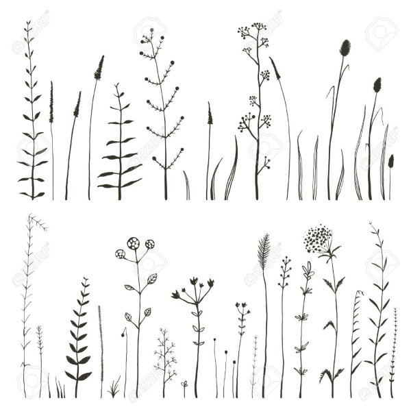Луговые цветы и травы в графике