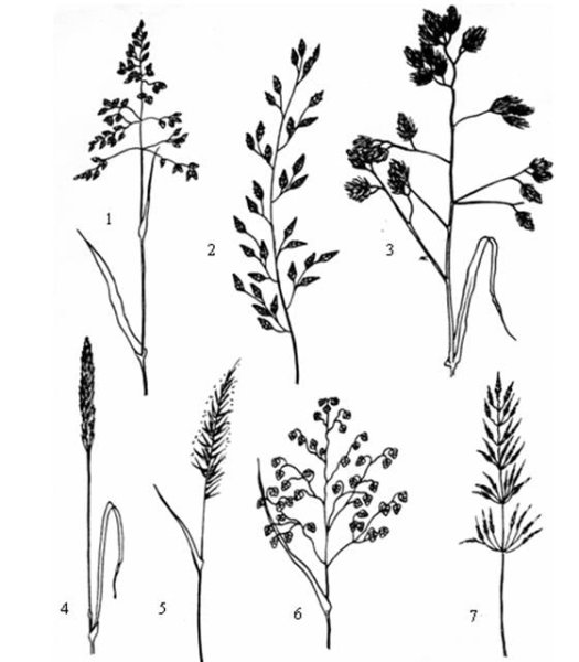 Мятлик Луговой диаграмма цветка