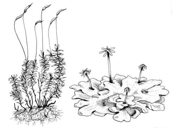 Зарисовки растений