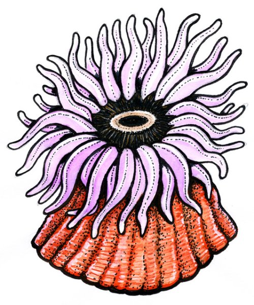 Актиния на белом фоне