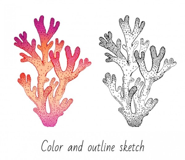 Кораллы цветными карандашами