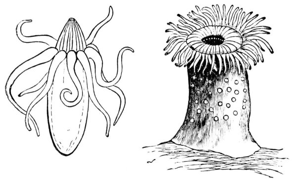 Одиночный коралловый полип актиния рисунок