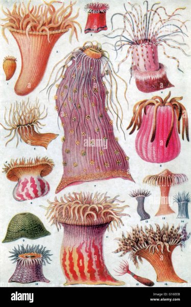 Коралл актиния строение