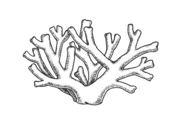 Кораллы схема