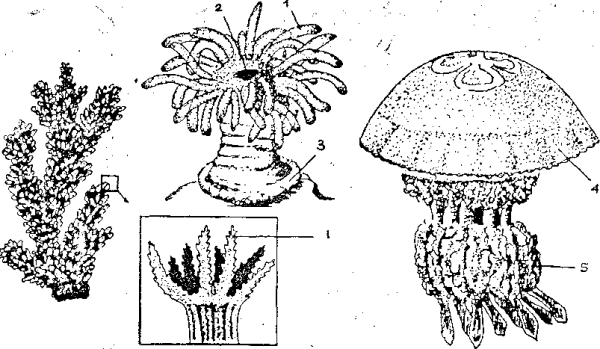 Актиния строение