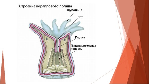 Коралловые полипы строение тела