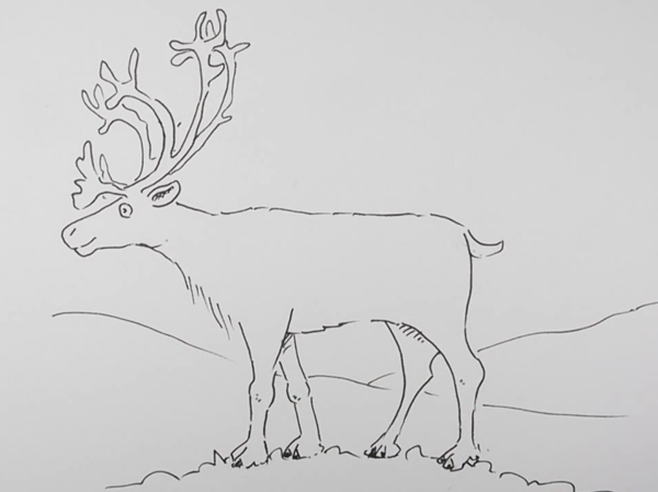 Олень рисунок карандашом