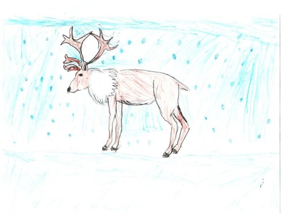Рисование Северный олень
