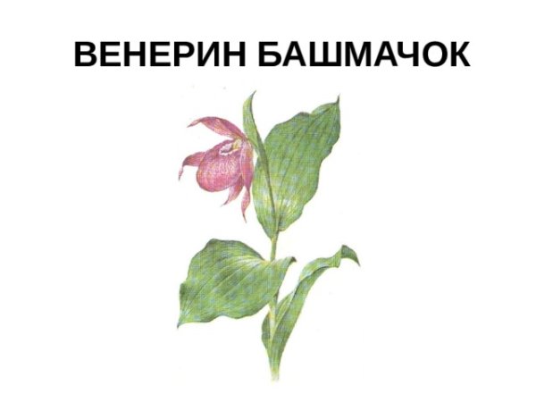 Венерин башмачок крупноцветный