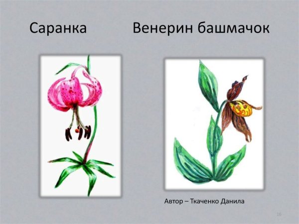 Венерин башмачок раскраска