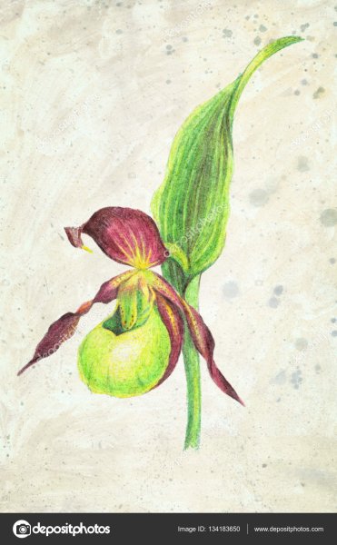 Раскраска растения Венерин башмачок