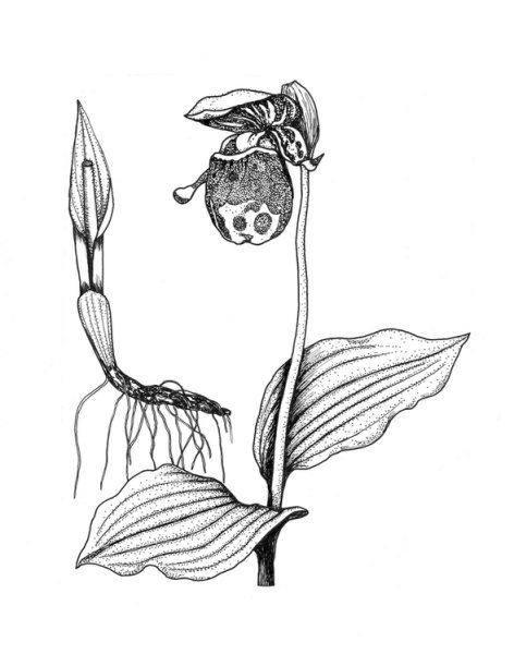 Венерин башмачок рисунок