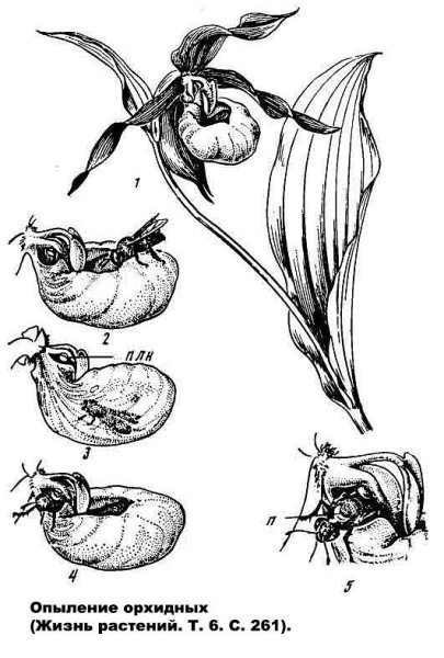 Венерин башмачок