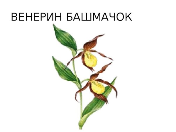 Венерин башмачок