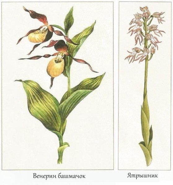 Венерин башмачок