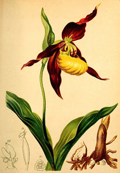 Венерин башмачок крапчатый красная книга