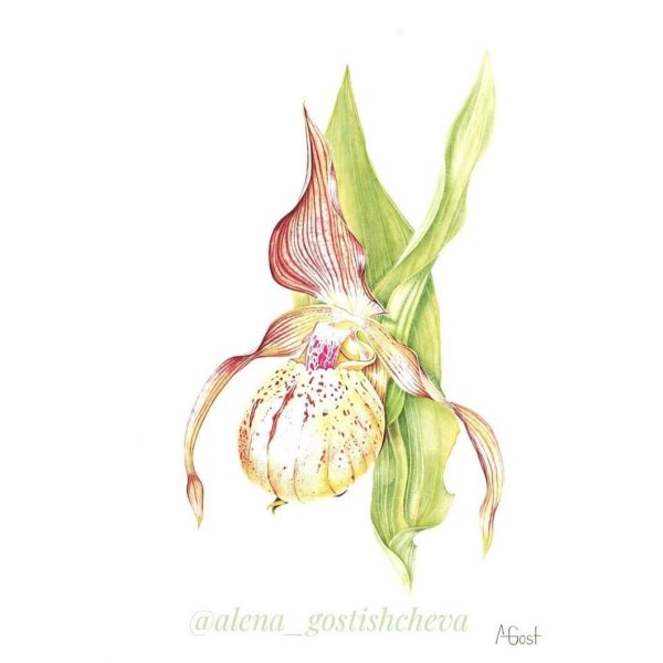 Венерин башмачок на белом фоне