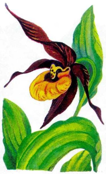 Растение Орхидея Венерин башмачок