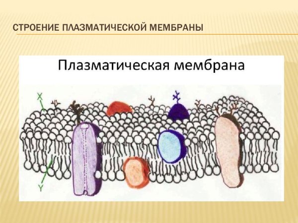Структура клеточной мембраны плазматическая мембрана
