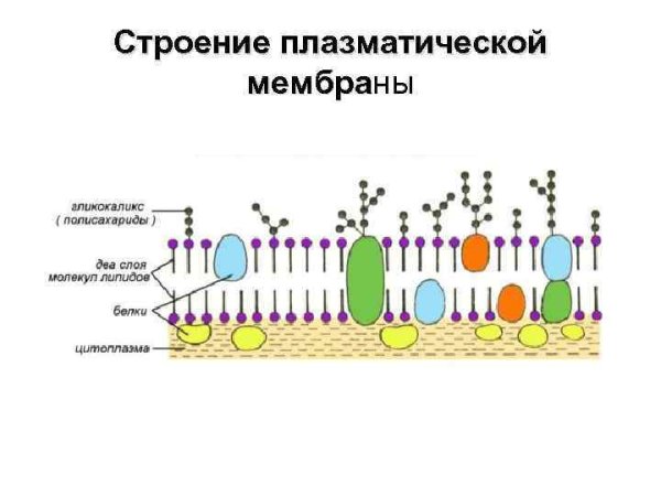 Схема строения плазматической мембраны