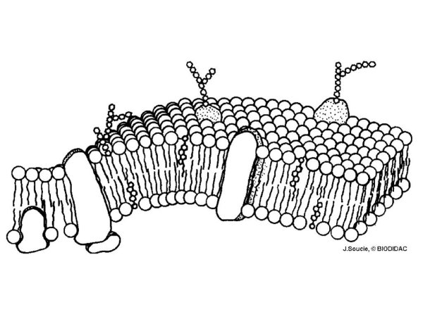 Плазматическая мембрана клетки растений