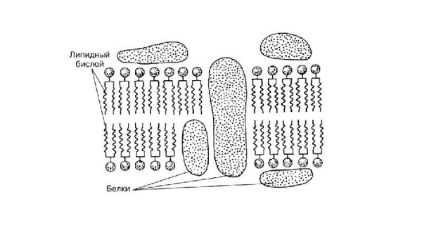 Наружная клеточная мембрана схематическое изображение