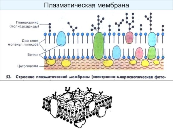 Плазматическая мембрана без подписей