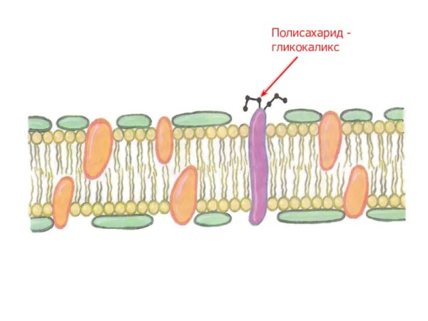 Строение наружной клеточной мембраны