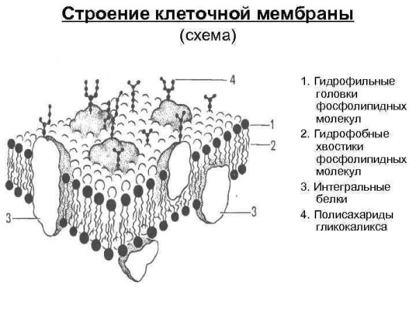 Схема строения плазматической мембраны клетки