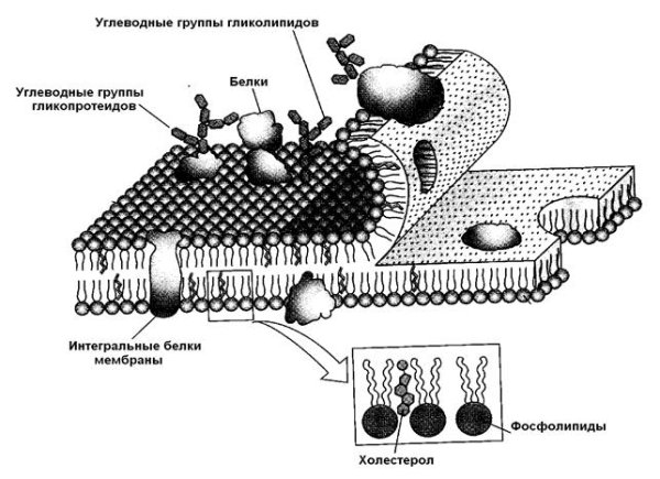 Схема строения плазматической мембраны