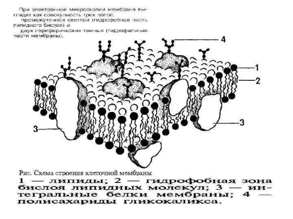 Схема строения плазматической мембраны клетки