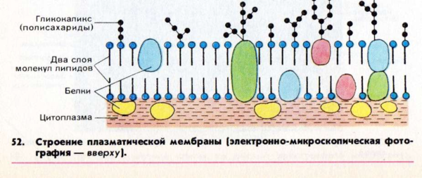 Схема строения плазматической мембраны