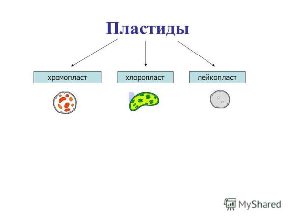 Пластиды рисунок легкий